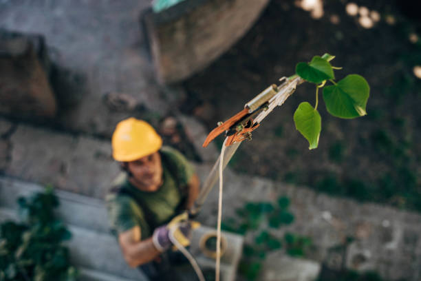 Best Utility Line Clearance  in Hackleburg, AL